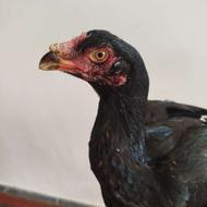 مرغ لاری جوجه