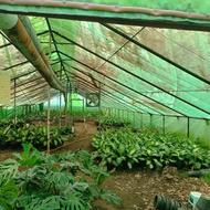 فروش 340 متر زمین و 330متر گلخانه