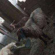 فروش قوچ دورگ بختیاری خوب و عالی