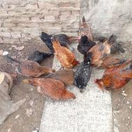 مرغ محلی بدون خروس