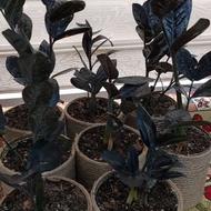 گل و گیاه زاموفیلیا بلک و گلهای زیبا دیکر