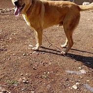 سگ پژدر دزدیده شده