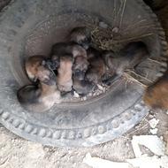 واگذاری توله سگ ژرمن سراب