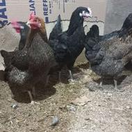 6 عدد مرغ رسمی