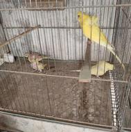 فروش یا معاوضه مرغ عشق پروانه ایی نر