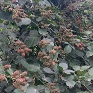 نهال پرمحصول و پیشرس