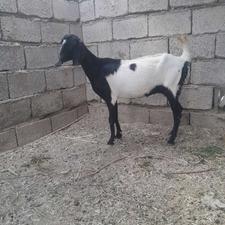 بز ماده دوقلو زا