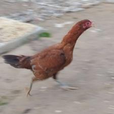 مرغ لاری عالی