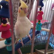 عروس هلندی معاوضه با کوتوله