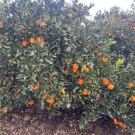 فروش پرتغال تامسون و پج