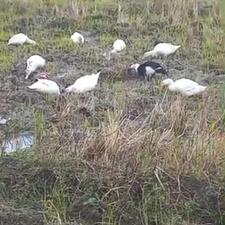 فروش اردک محلی