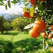 فروش مرکبات پرتقال رسمی و تامسون