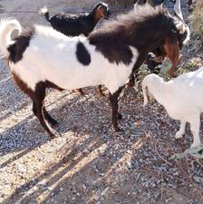 بز یکی17یکی7نر25نر14