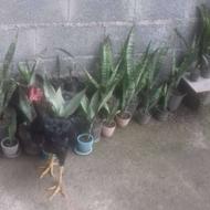 خروس لاری جوان