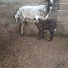 گوسفند نره ورمار 2شکم