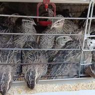 فروش بلدرچین تخمگذار اصیل و هم گوشتی