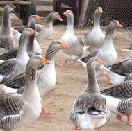 فروش غاز محلی