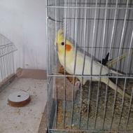 فروش 5 عدد عروس هلندی