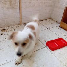 واگذاری سگ پا کوتاه