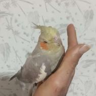 عروس هلندی مادهبه دلیل وقت رسیدگی می‌خوام بفروشمش ماده یک