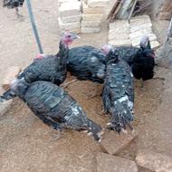 بوقلمون سالم