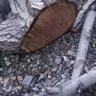 خریدار چوب سایز ضایعاتی چنار صنوبر شال تبریزی