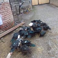 اردک روسی و مرغ و خروس