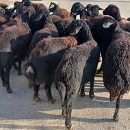 گوسفندقرهقزل