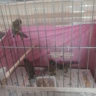 پنج عدد گلبسر نر