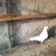 کبوتر پلاکی سفید