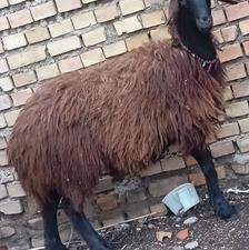 توقلی ماده گوساله نرسیمنتال