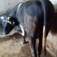 ورزا درشت برای فروش ویک عدد گاو شکم دار