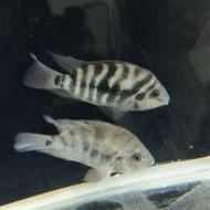 جفت پرت کورالا آفریقایی آماده تخم ریزی معاوضه