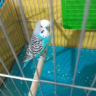 مرغ عشق سالم در شهرستان سروستان