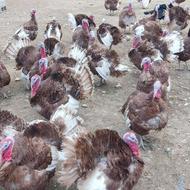 بوقلمون 10 ماهه