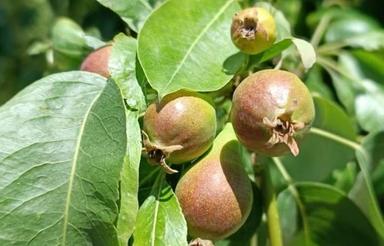 1200متر زمین دارای برق کشاورزی