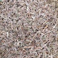 زیره سبز کشت تازه