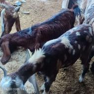 بز داشتی نژاد خوب