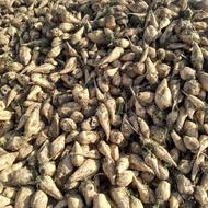 چغندر قند درشت