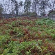 زمین مسکونی 368 متر در استان گیلان، تازه آباد