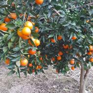 پرتقال خونی