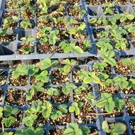 بوته ی توت فرنگی گلدانی رقم سابرینا