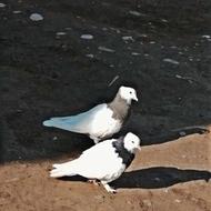 کبوتر طوقی.