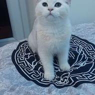 گربه بریتیش و اسکاتیش سیلور و گلد