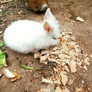 بچه خرگوش لپ هلندی