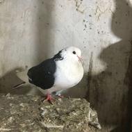 تعداد پنج عدد کبوتر نسل عالی با ضمانت