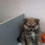 واگذاری توله پامرنین خرسی نزدیک دوماه