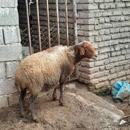 گوسفند میش چاق کشتاری خشک وزن 45 تا 50
