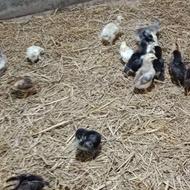 جوجه مرغ گلپایگان 10 روزه