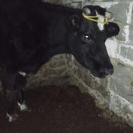 گاو آبستن سنگین